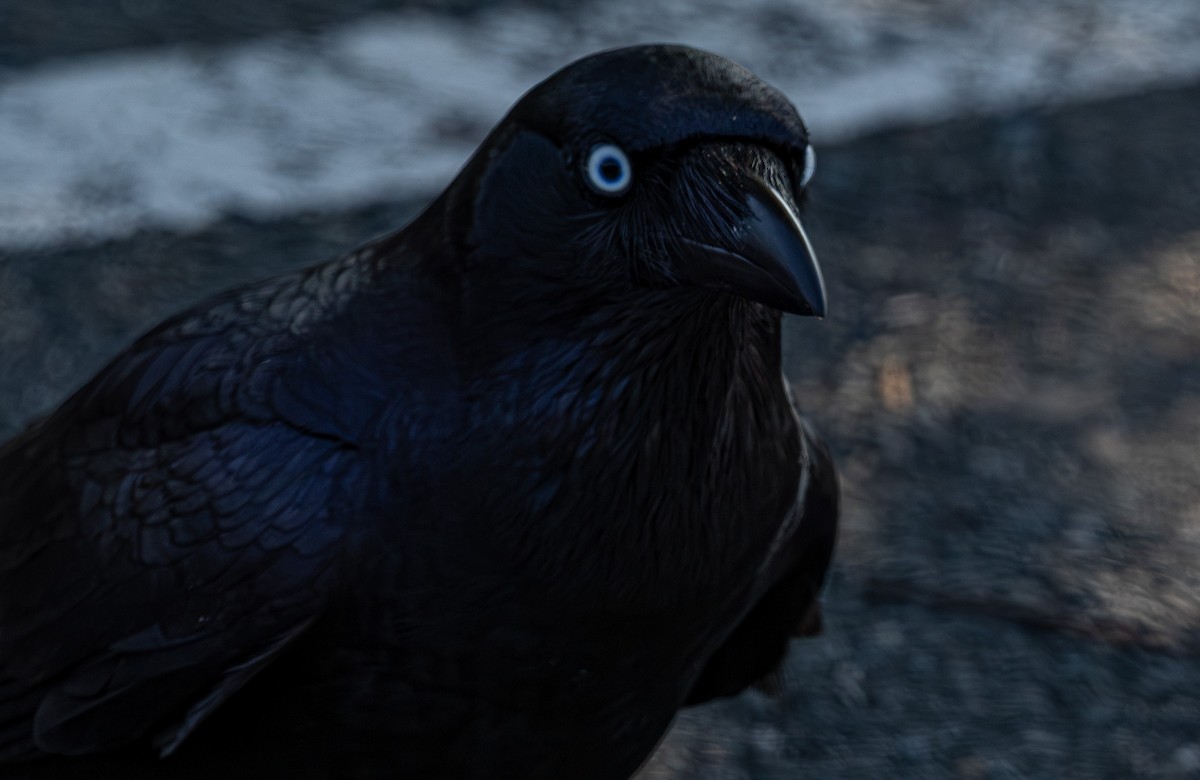 Torresian Crow - ML639053036