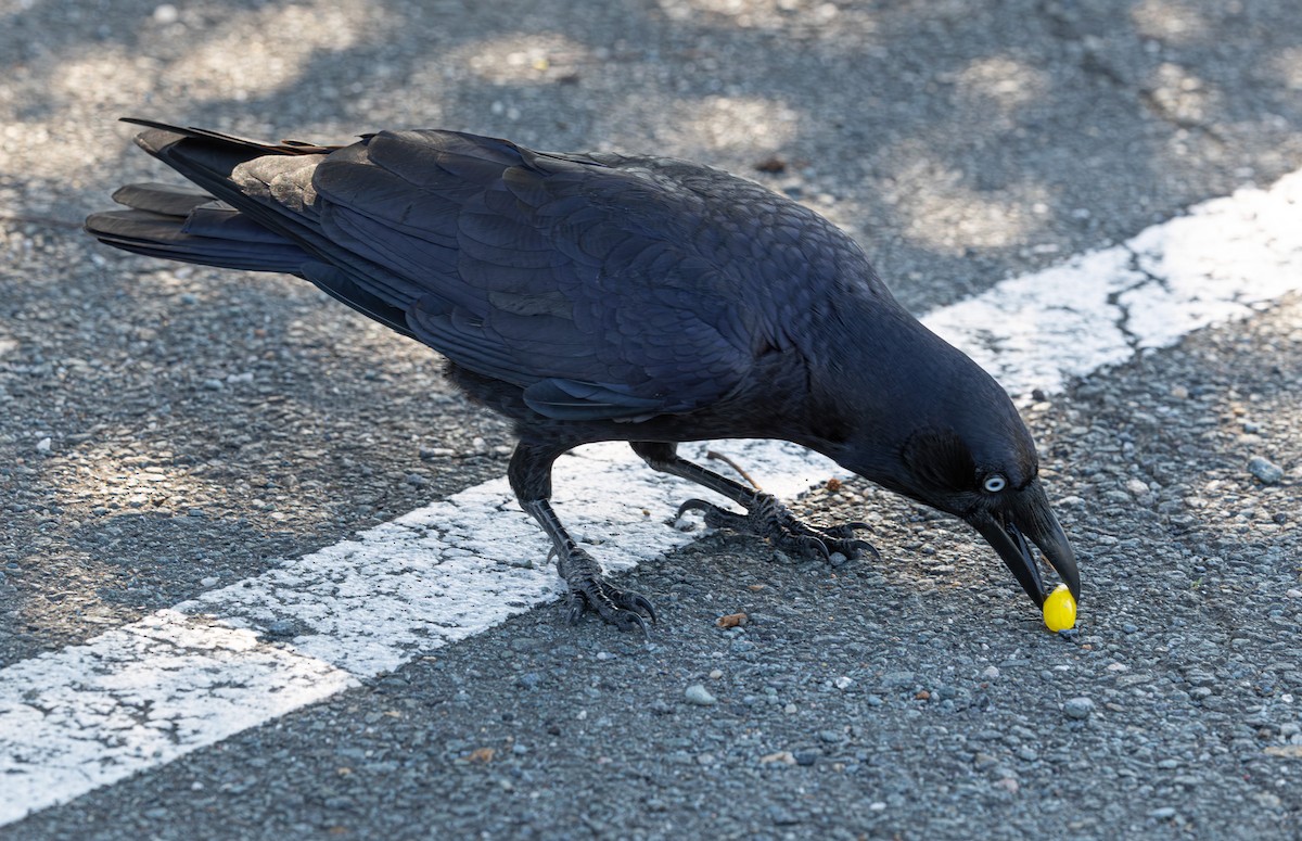 Torresian Crow - ML639053038