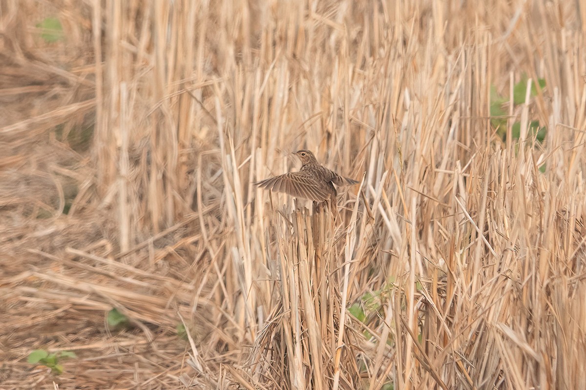 Singing Bushlark - ML639053055