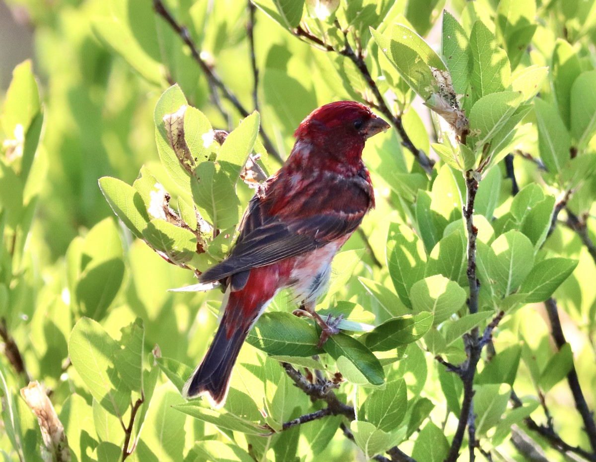 Purple Finch (Eastern) - ML639053071