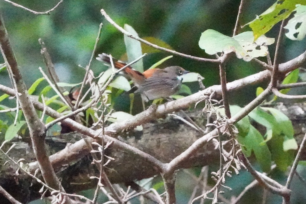 Australian Rufous Fantail - ML639053091