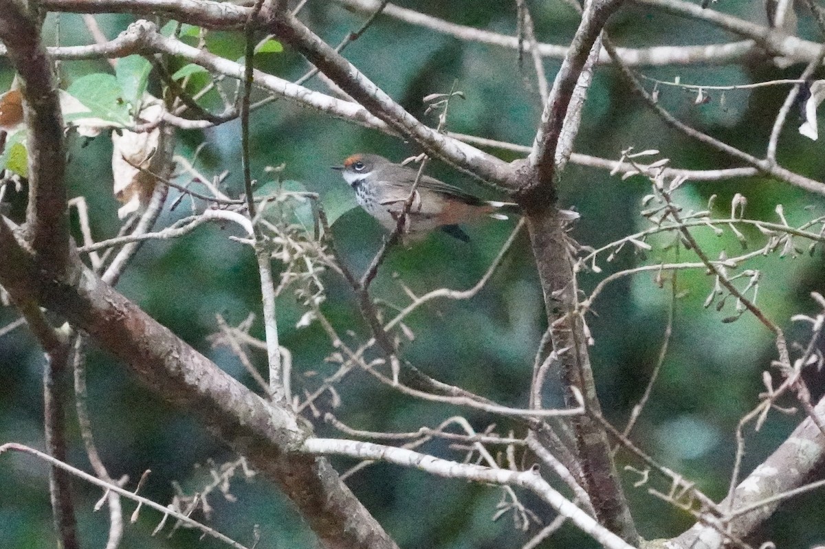 Australian Rufous Fantail - ML639053092