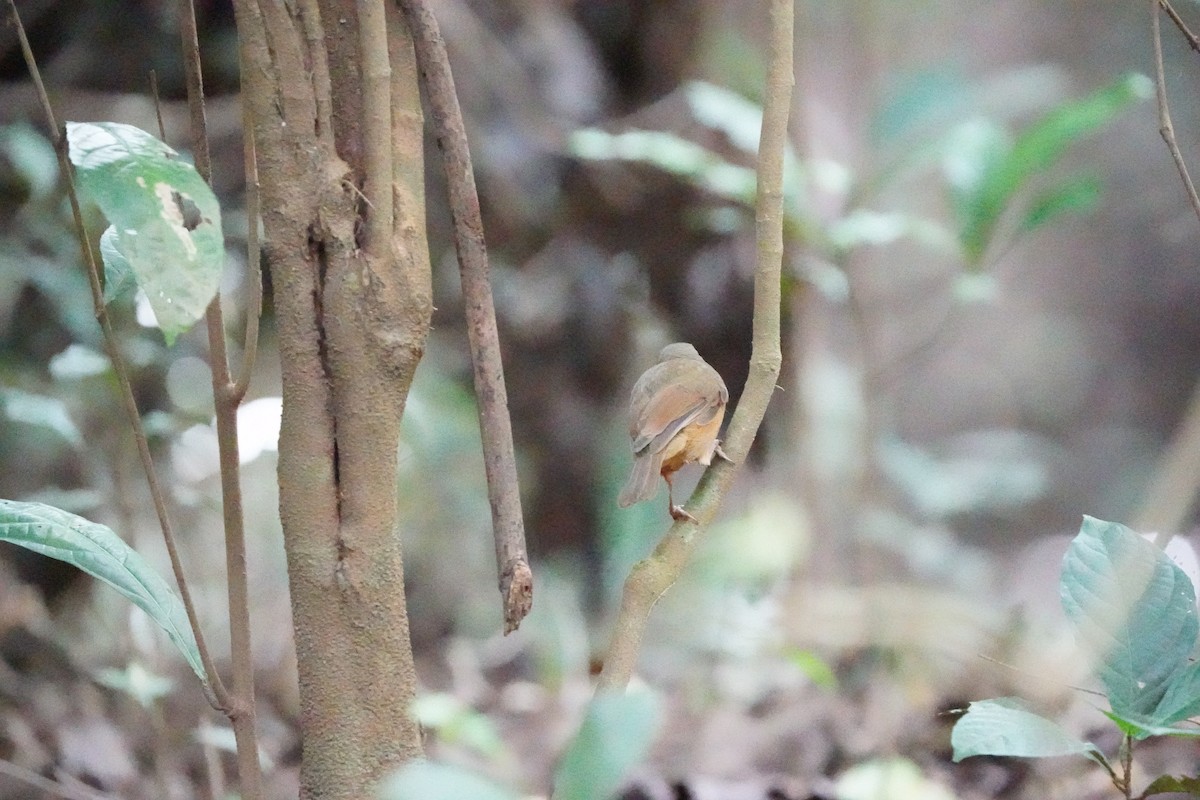 Rufous Shrikethrush - ML639053095