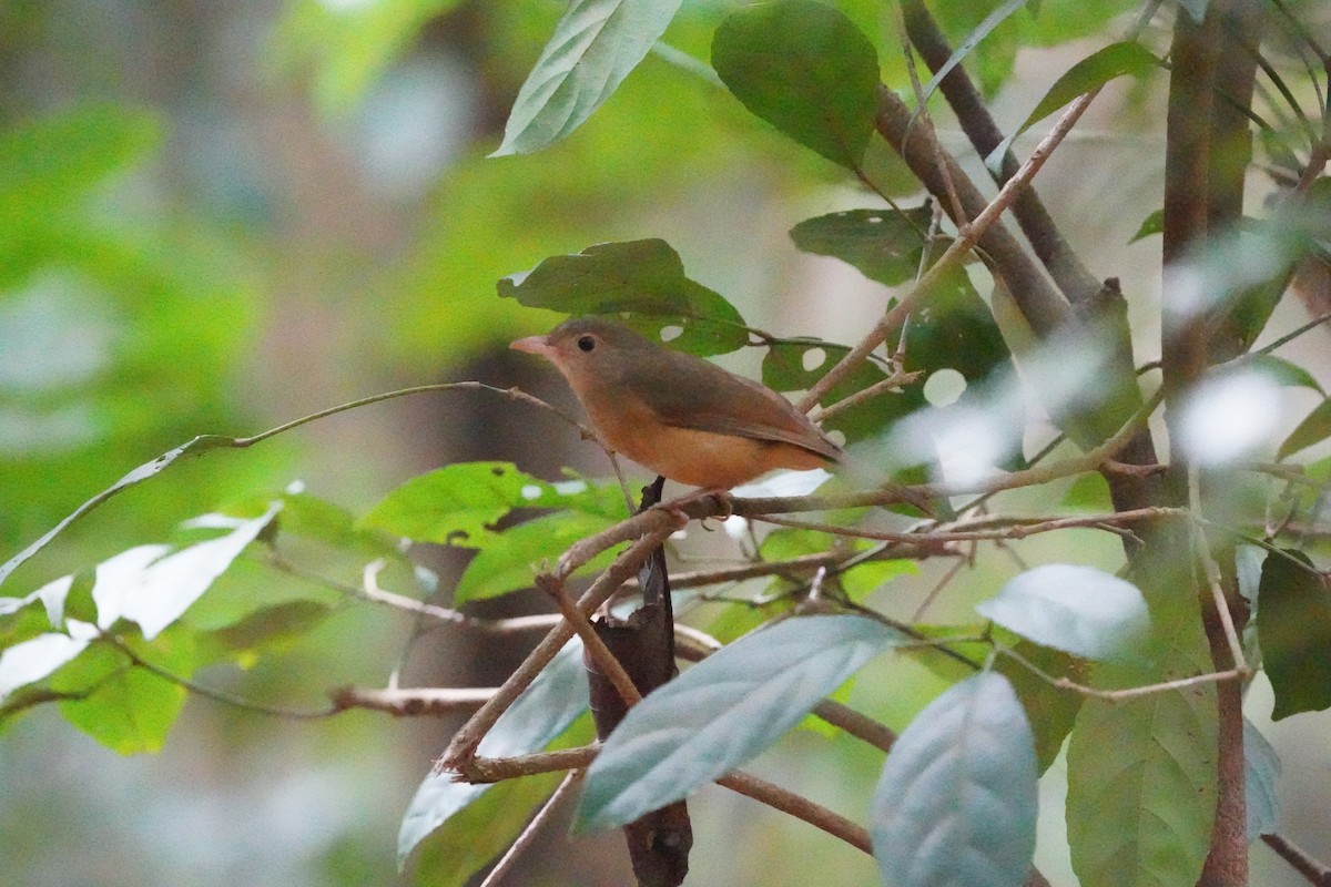 Rufous Shrikethrush - ML639053096