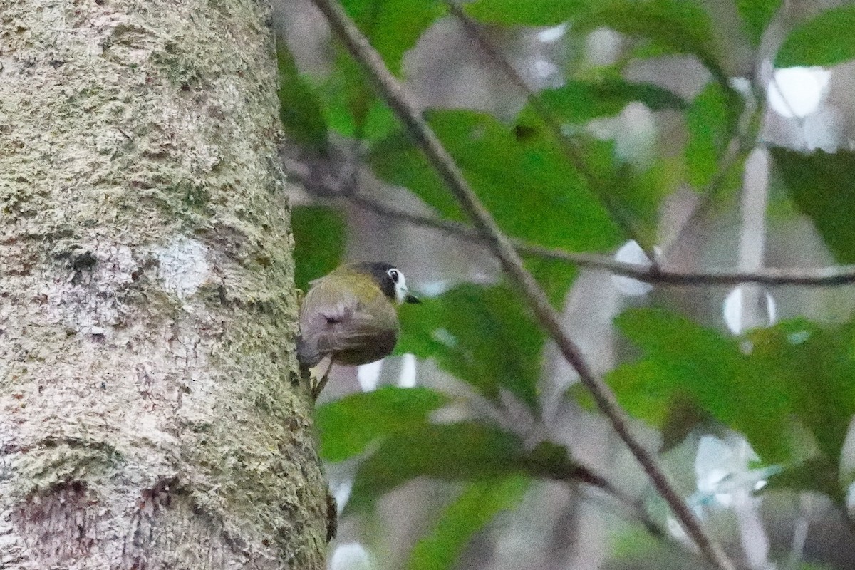 White-faced Robin - ML639053099