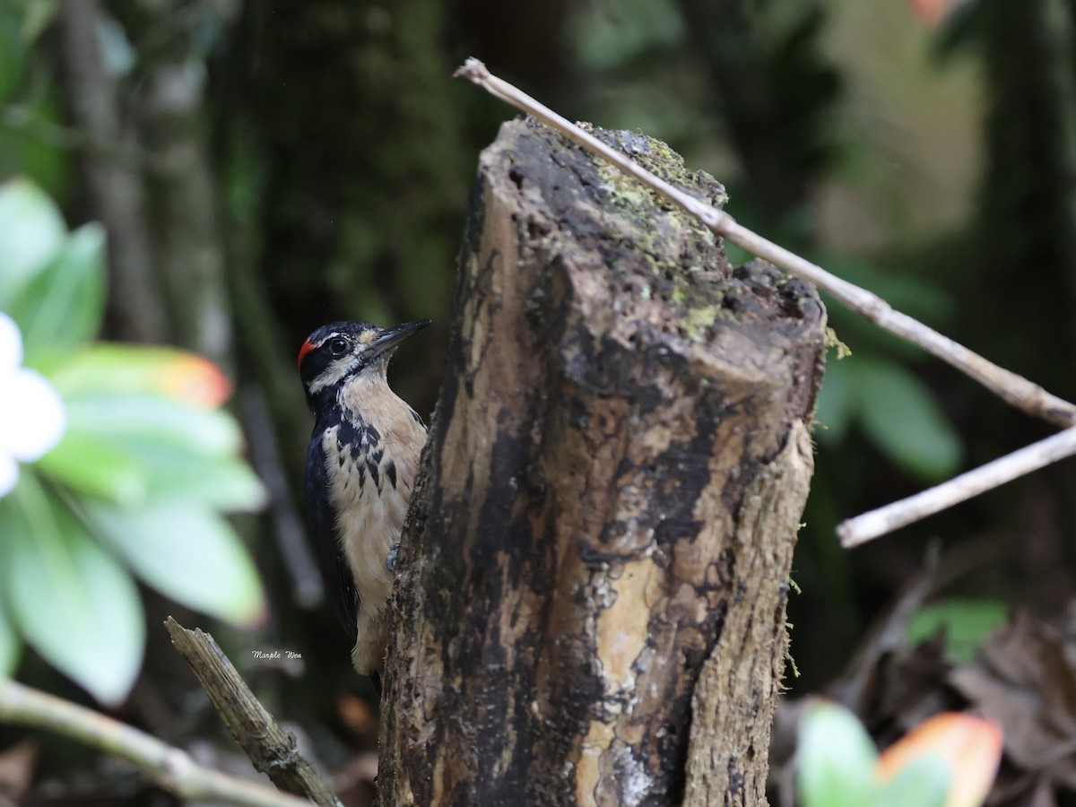 Hairy Woodpecker - ML639053129
