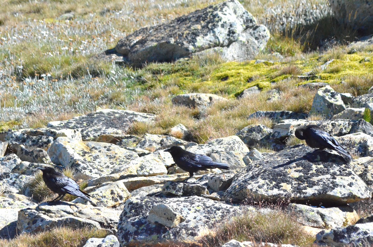 Little Raven - ML639053141