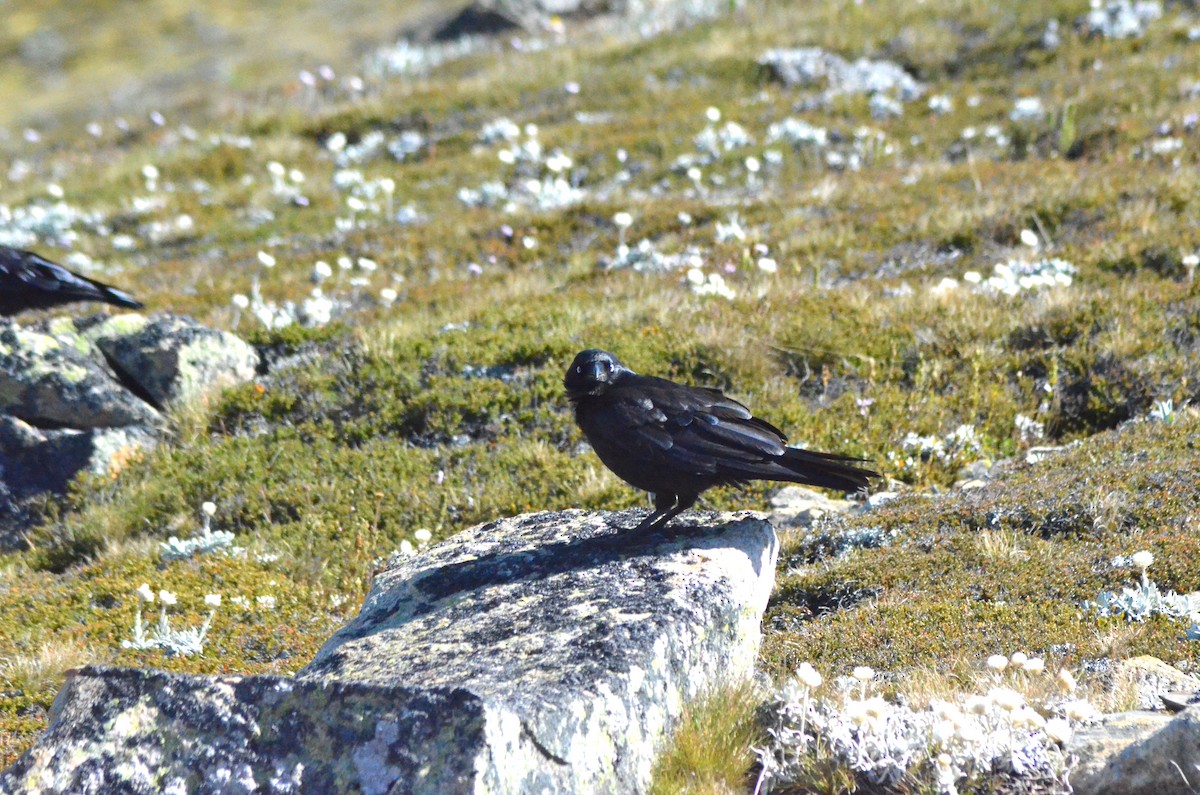 Little Raven - ML639053142