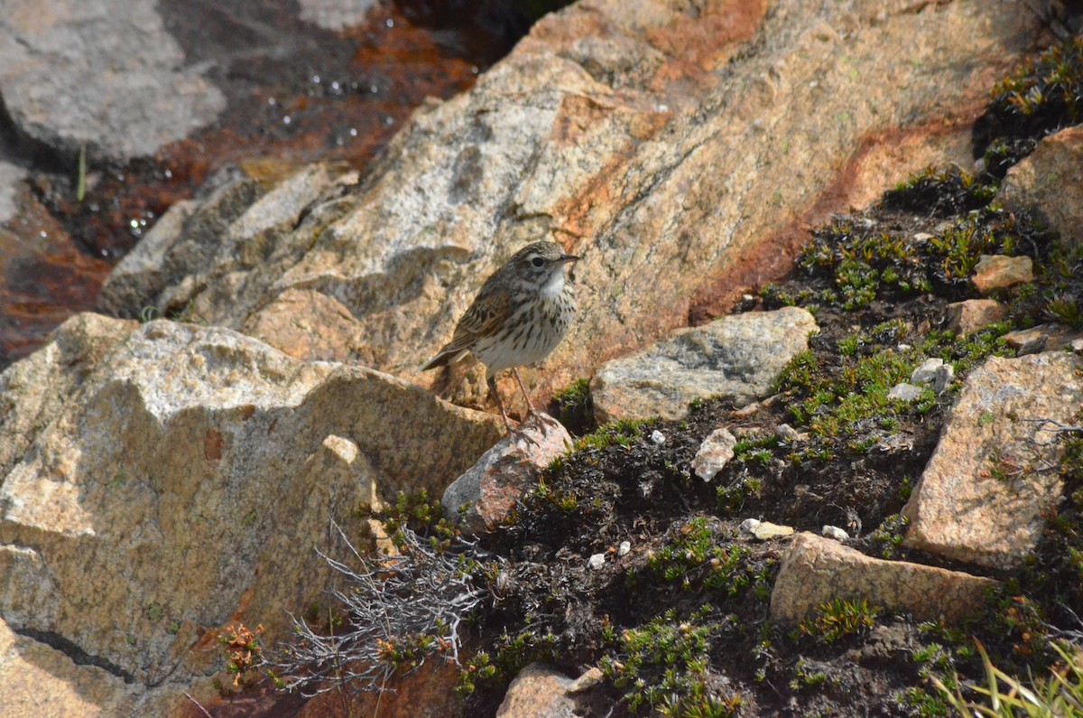 Australian Pipit - ML639053144