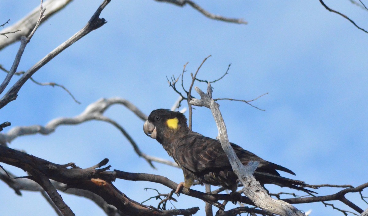 Yellow-tailed Black-Cockatoo - ML639053149