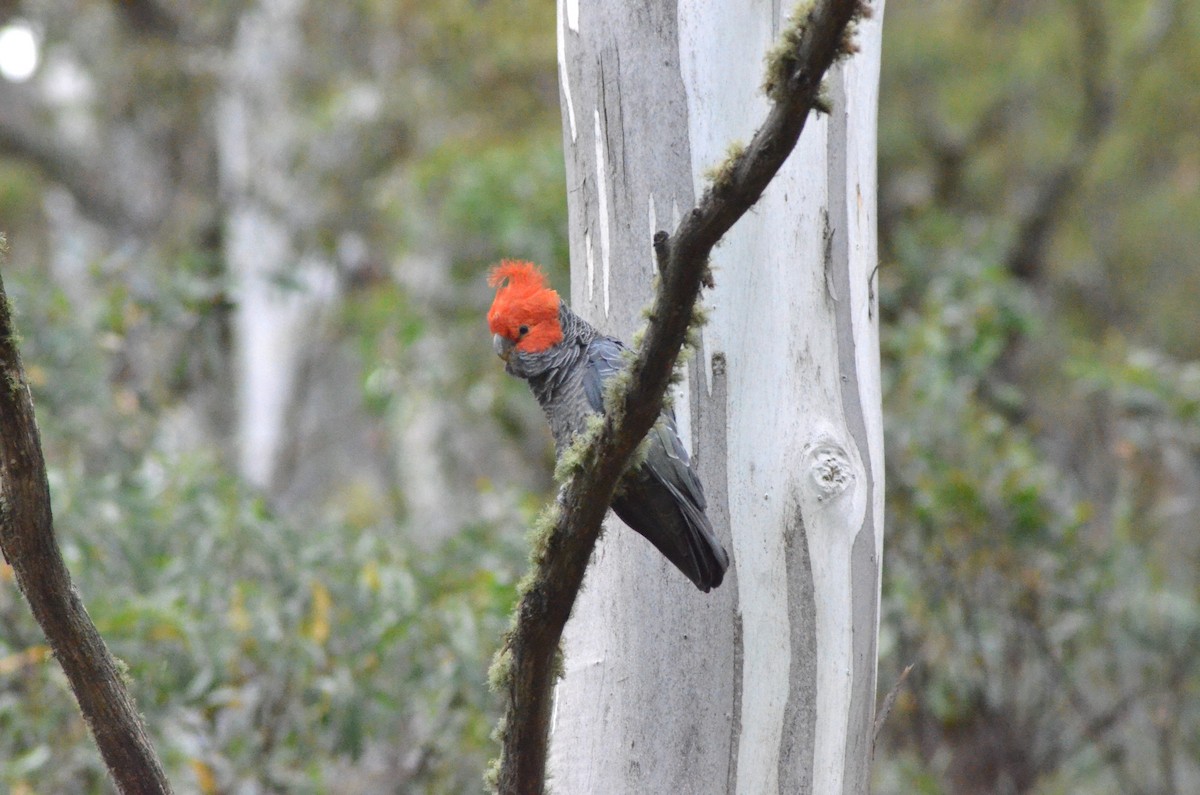 Gang-gang Cockatoo - ML639053164
