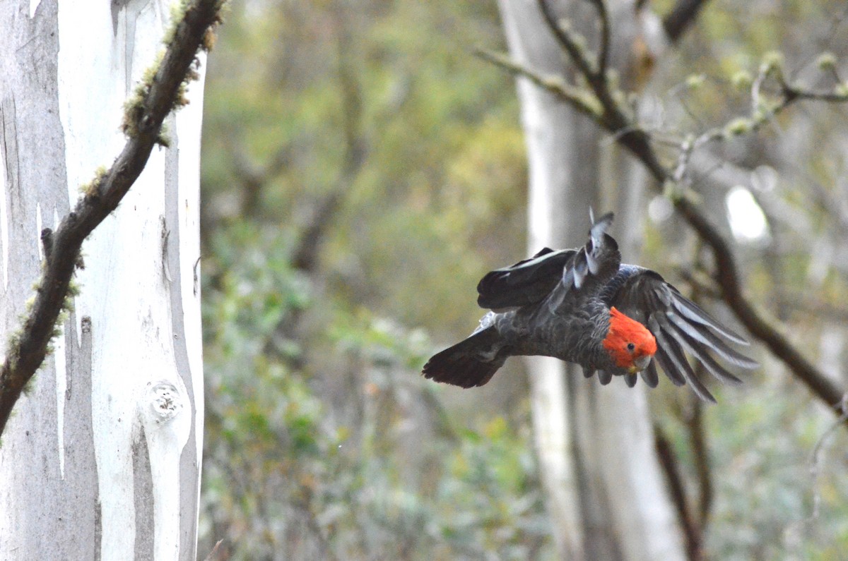 Gang-gang Cockatoo - ML639053165