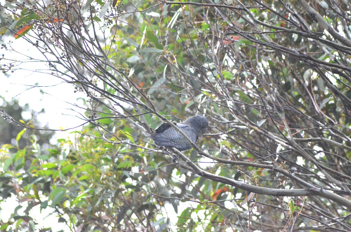 Gang-gang Cockatoo - ML639053166