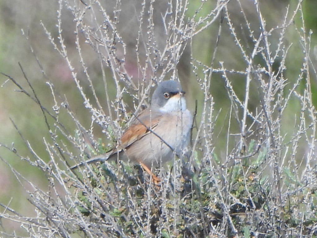 Spectacled Warbler - ML639053183