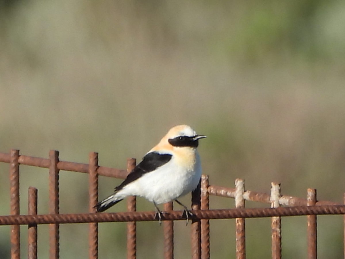 Western Black-eared Wheatear - ML639053186
