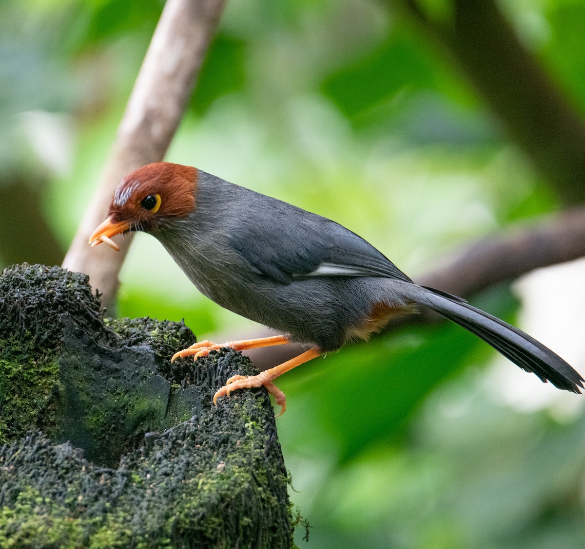 Chestnut-hooded Laughingthrush - ML639053202