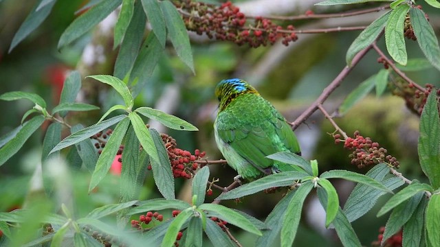 Golden-naped Barbet - ML639053215