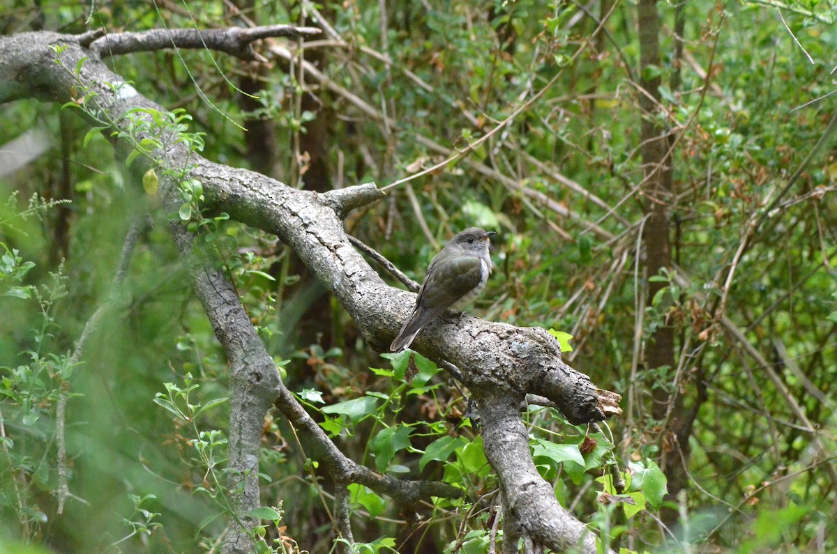 Horsfield's Bronze-Cuckoo - ML639053224