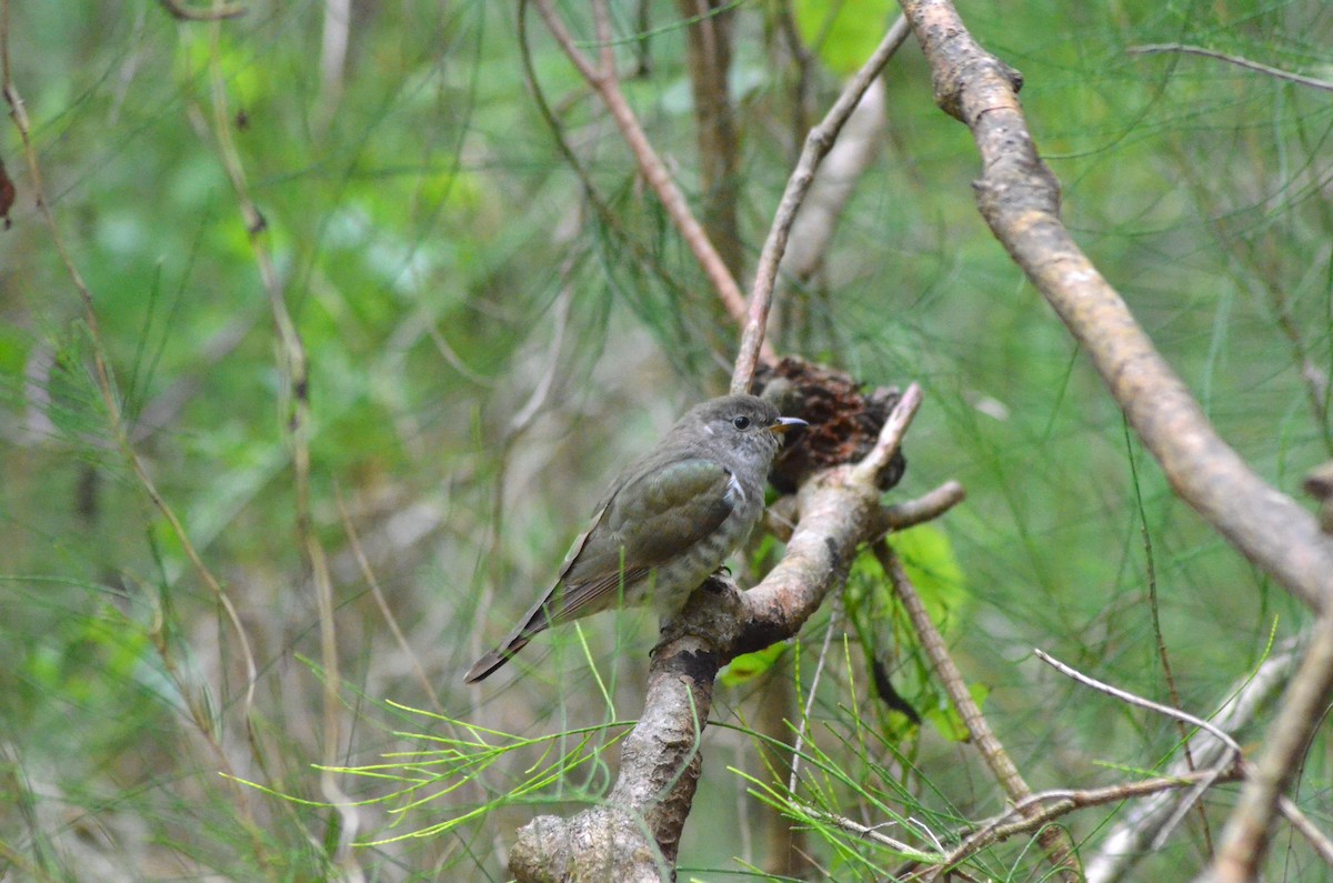 Horsfield's Bronze-Cuckoo - ML639053225