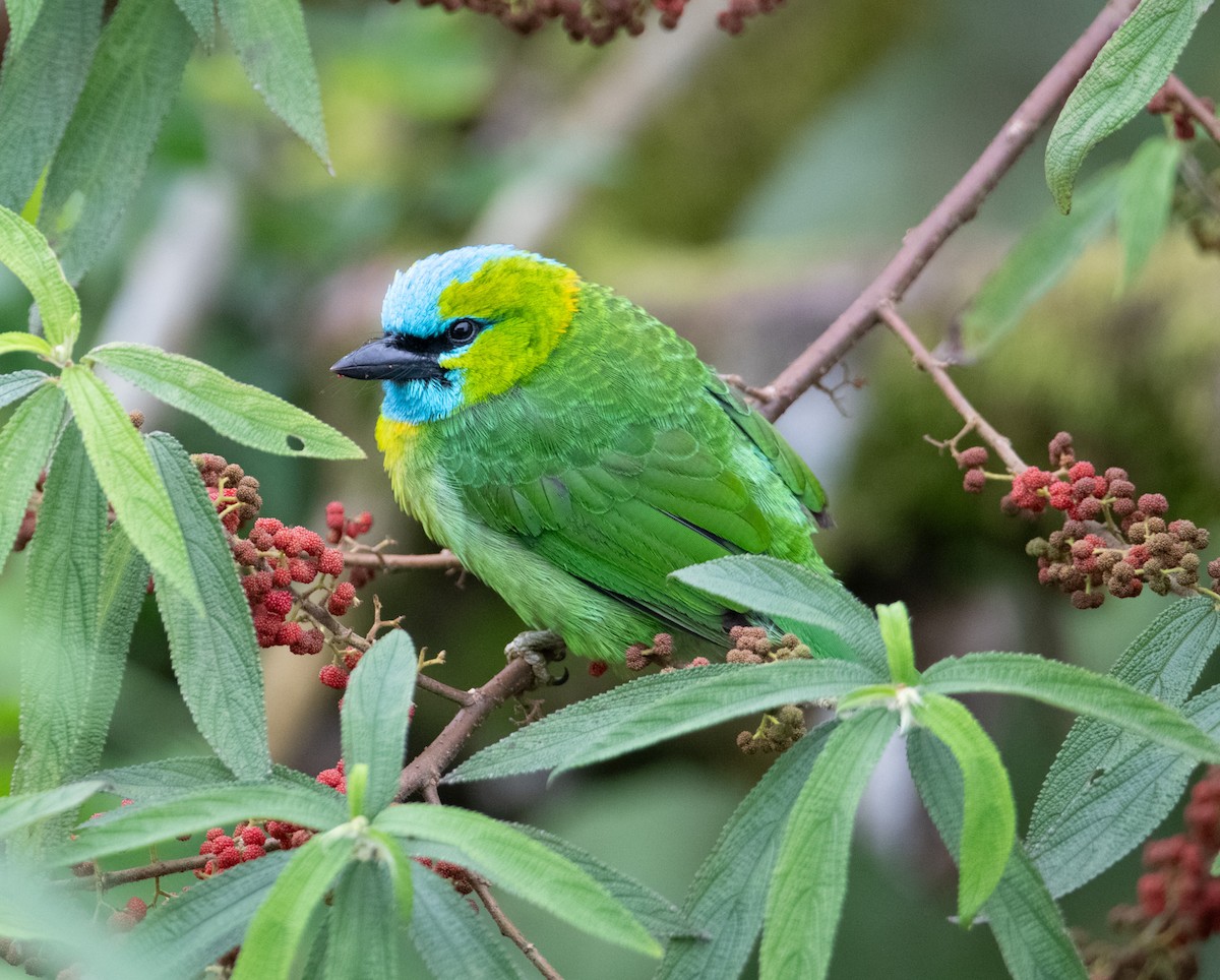 Golden-naped Barbet - ML639053235