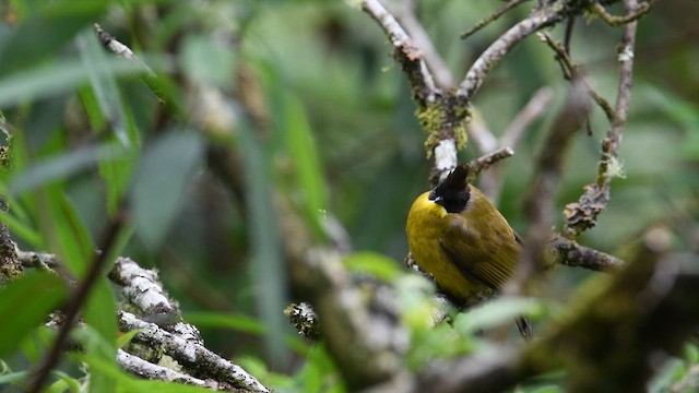 Bornean Bulbul - ML639053271
