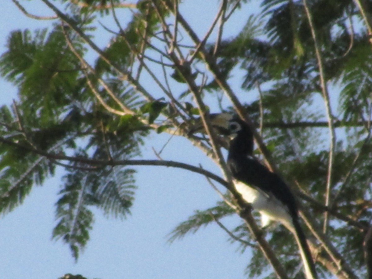 Oriental Pied-Hornbill - ML639053341