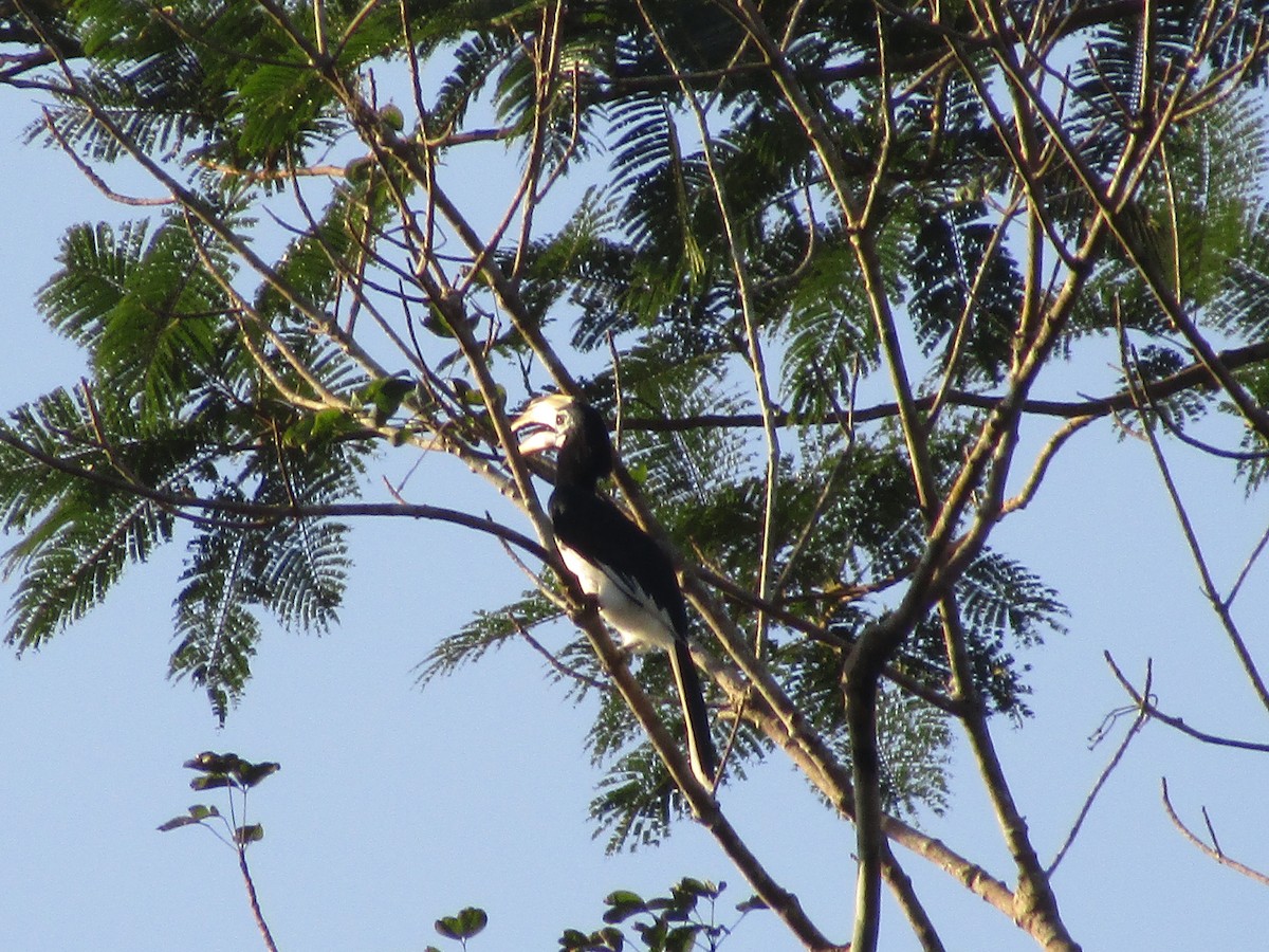 Oriental Pied-Hornbill - ML639053342