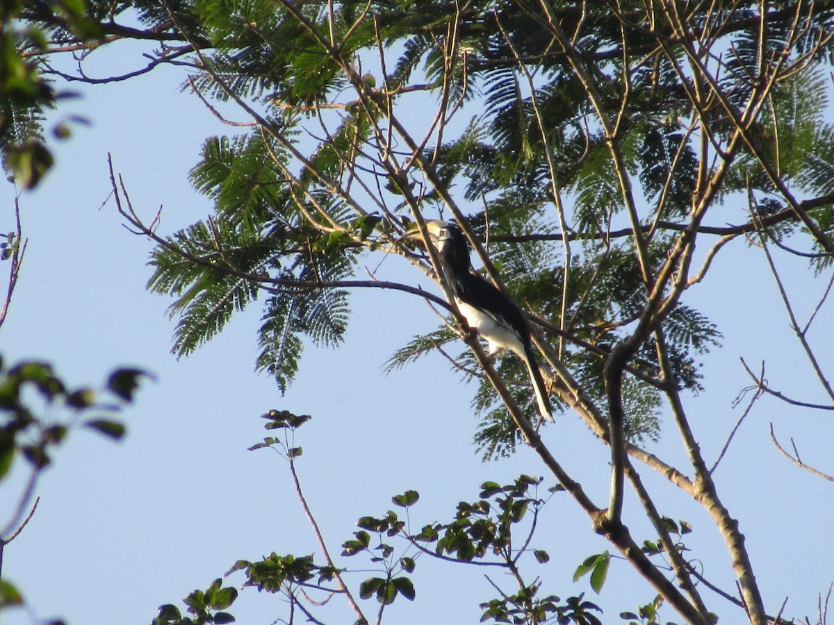 Oriental Pied-Hornbill - ML639053343