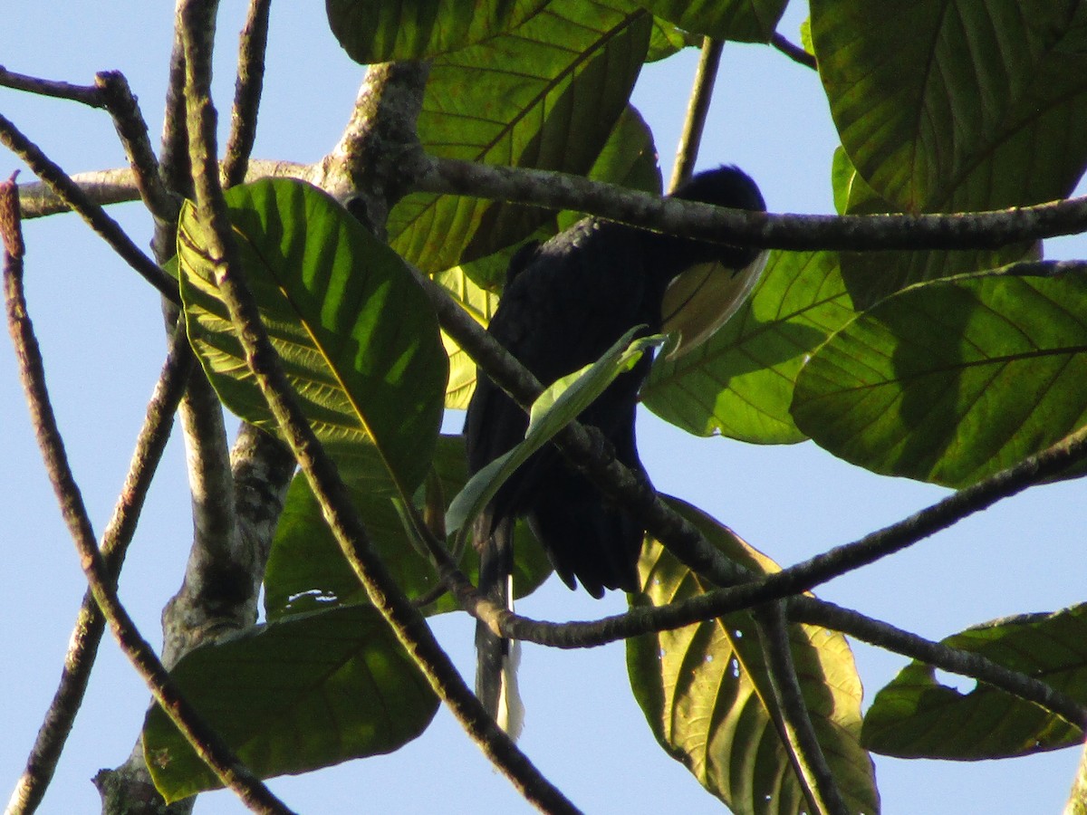 Black Hornbill - ML639053345