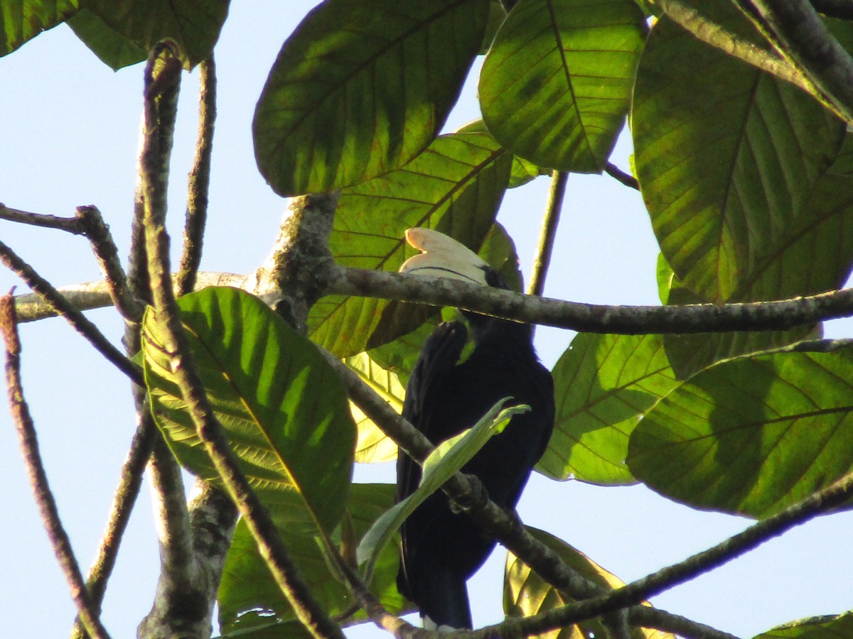 Black Hornbill - ML639053347