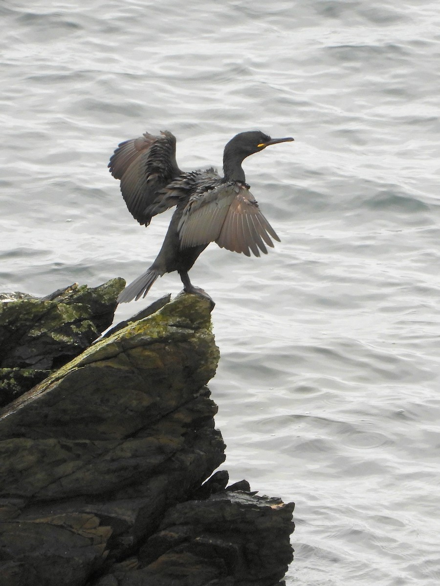 European Shag - ML639053359