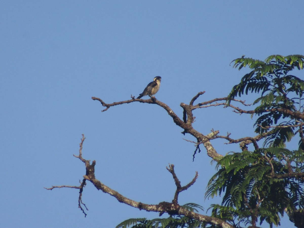 Black-thighed Falconet - ML639053363