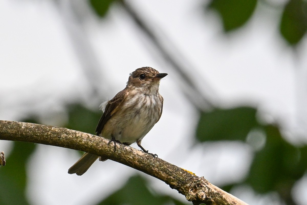 Spotted Flycatcher - ML639053446