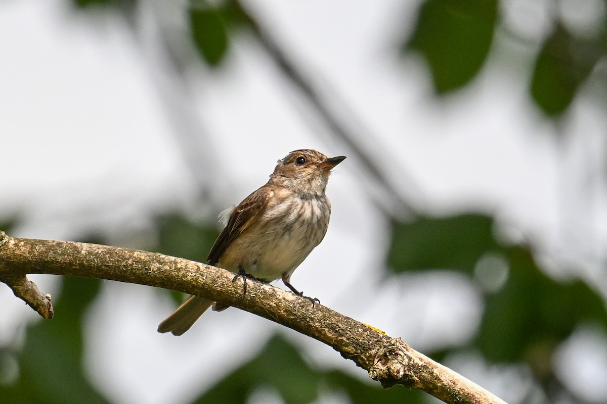 Spotted Flycatcher - ML639053448