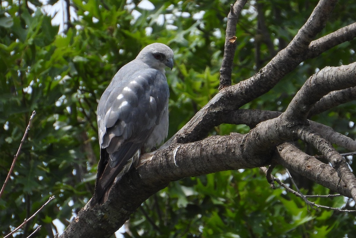 Mississippi Kite - ML639053486