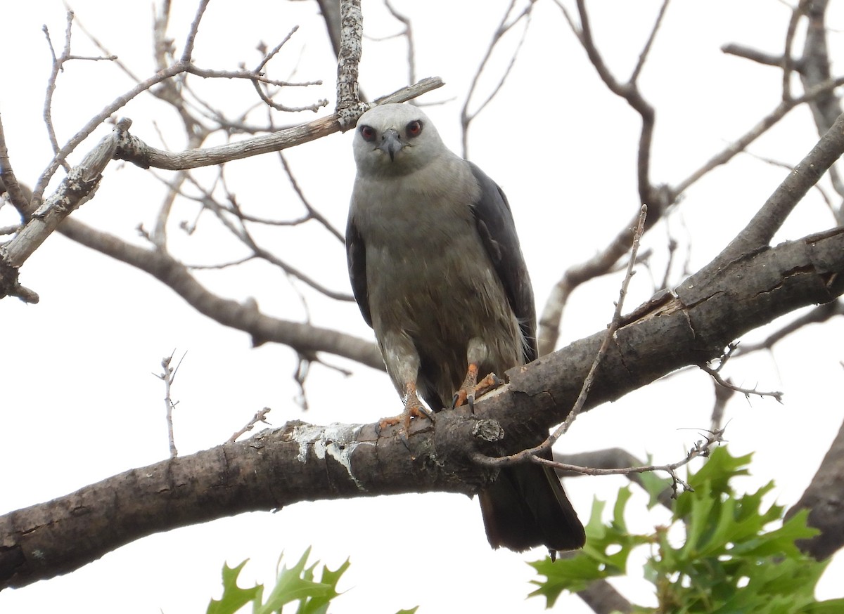 Mississippi Kite - ML639053494