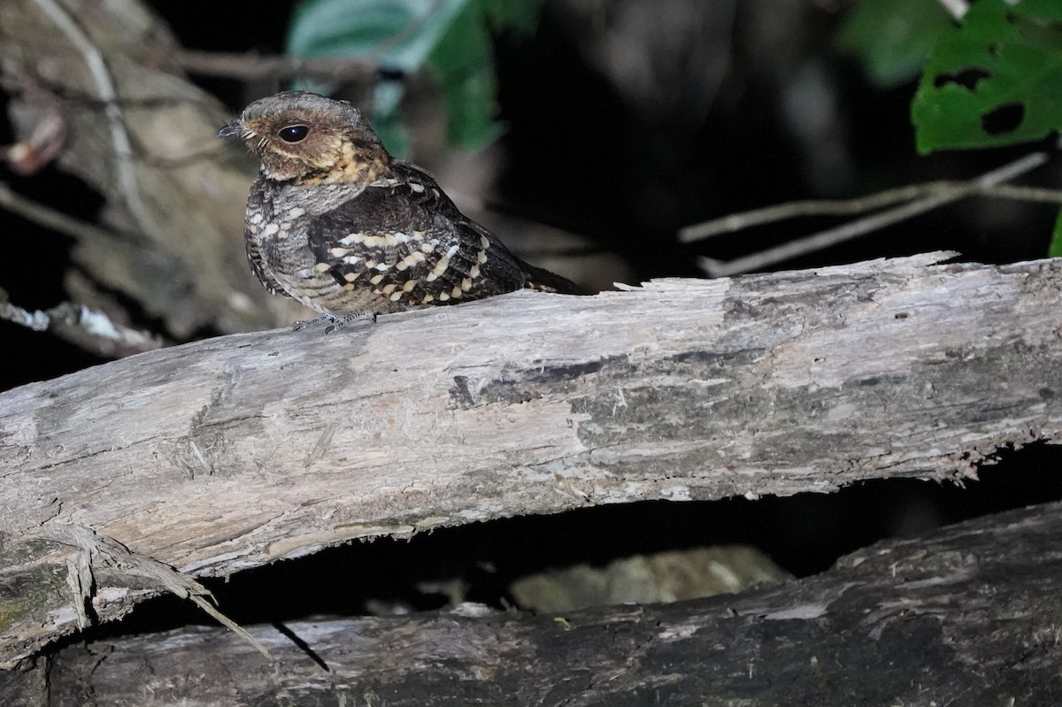 Large-tailed Nightjar - ML639053552