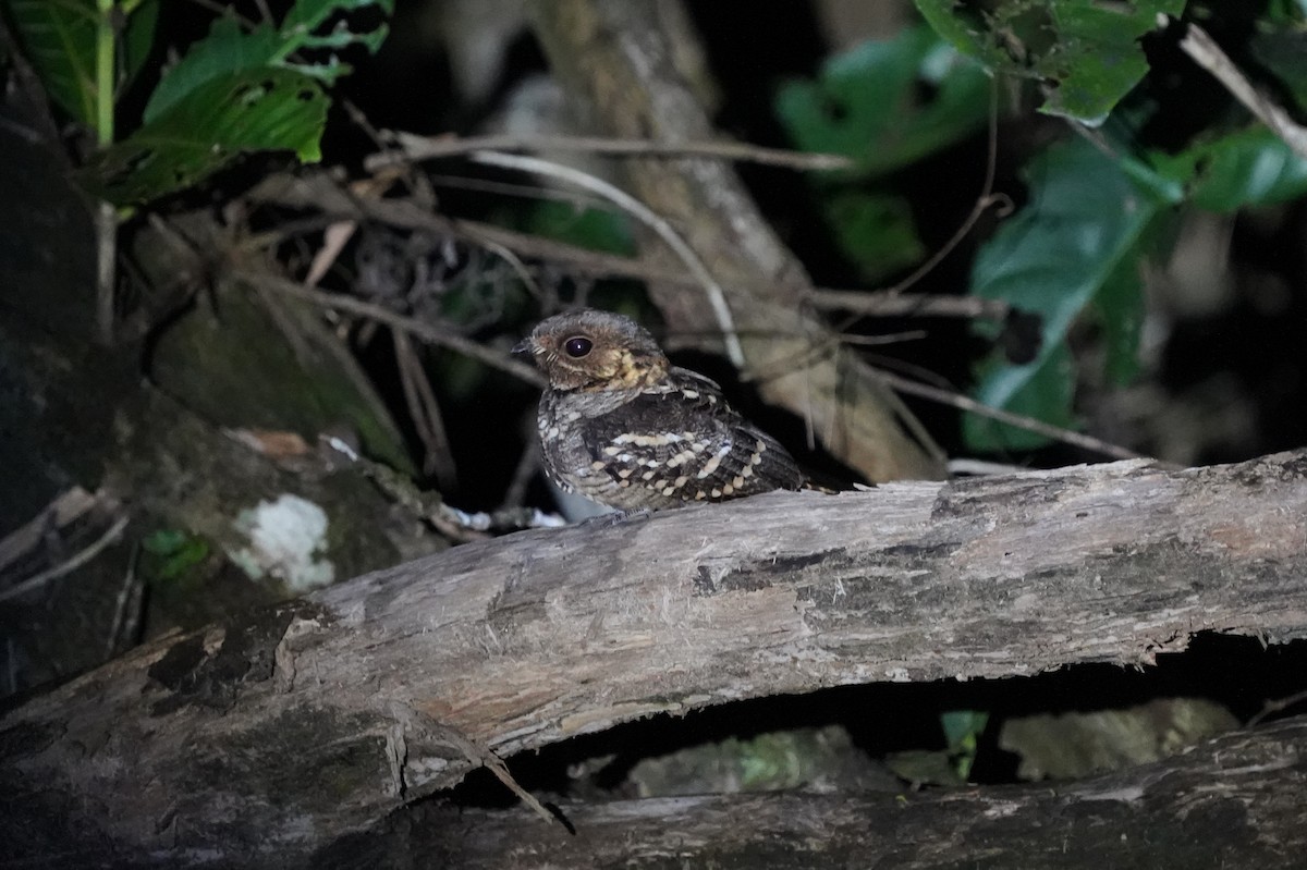 Large-tailed Nightjar - ML639053553