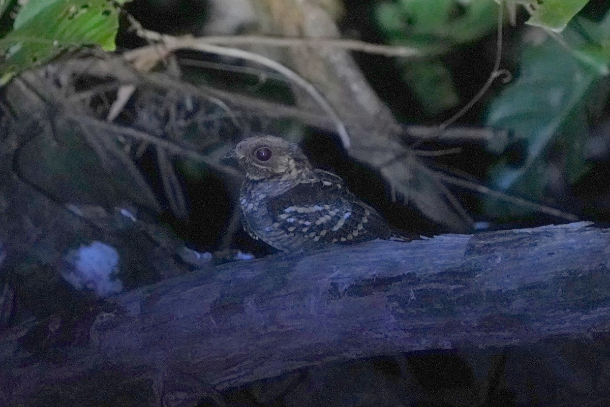 Large-tailed Nightjar - ML639053554