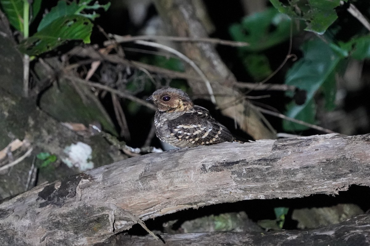Large-tailed Nightjar - ML639053555