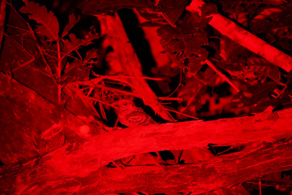 Large-tailed Nightjar - ML639053556