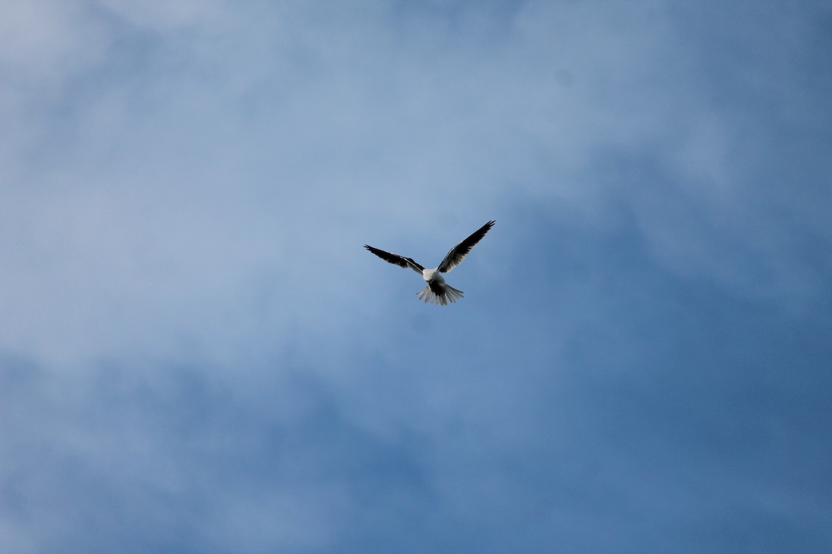 luněc australský - ML639053593