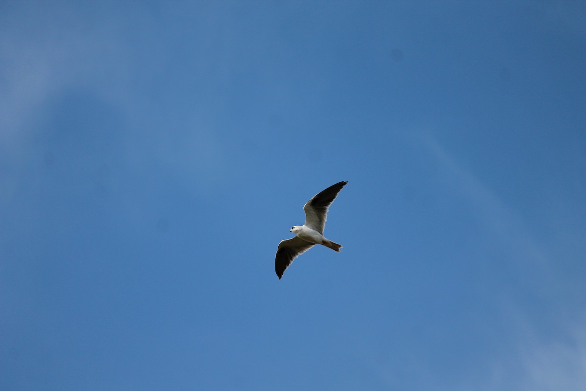 luněc australský - ML639053601