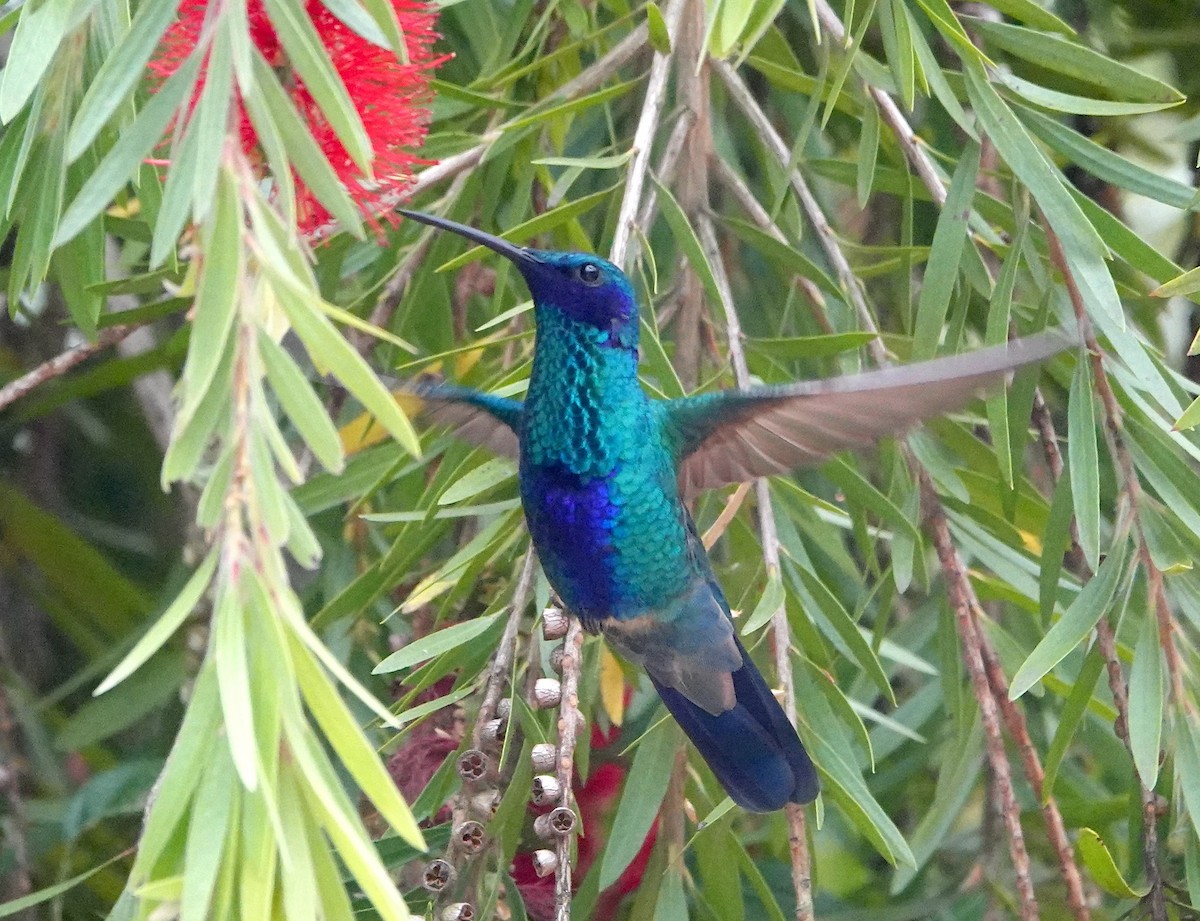 Sparkling Violetear - ML639053638