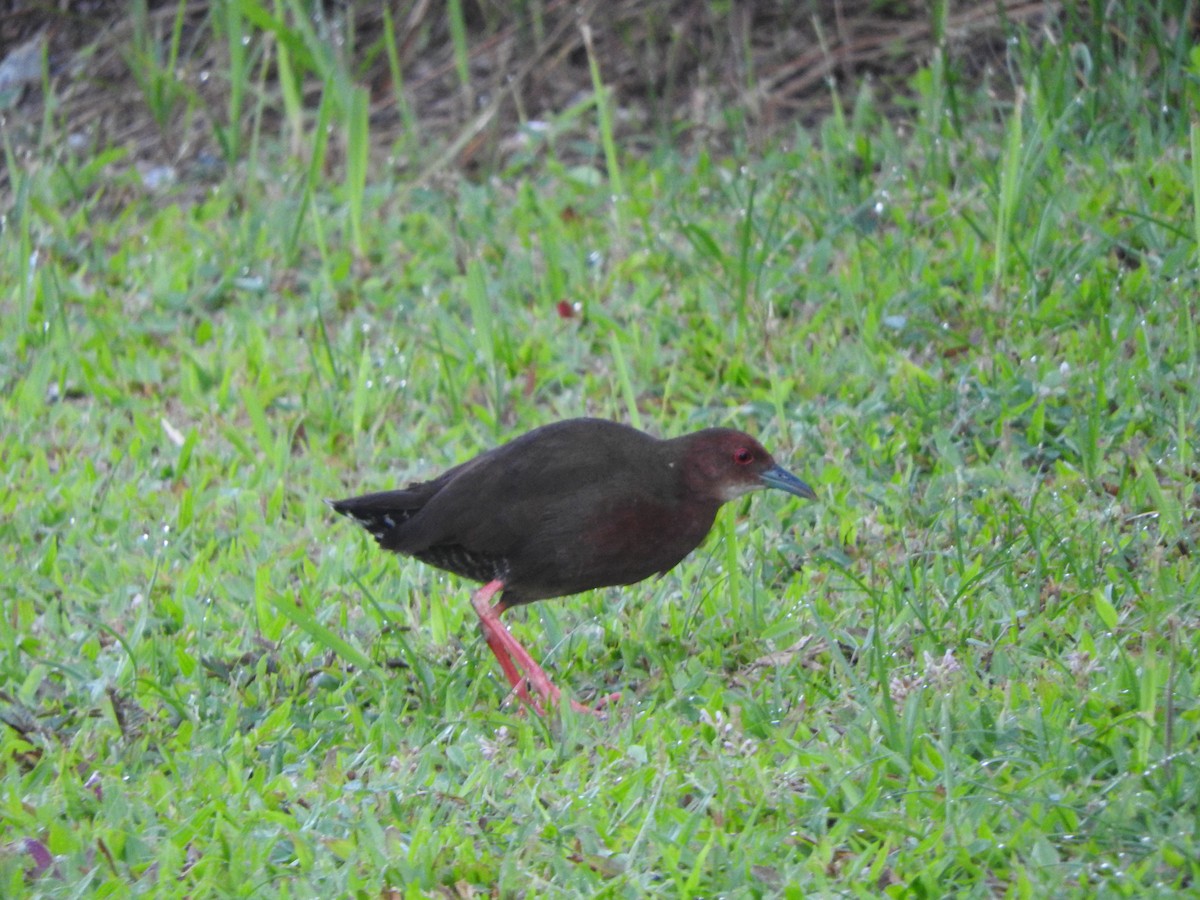 Ruddy-breasted Crake - ML639053646