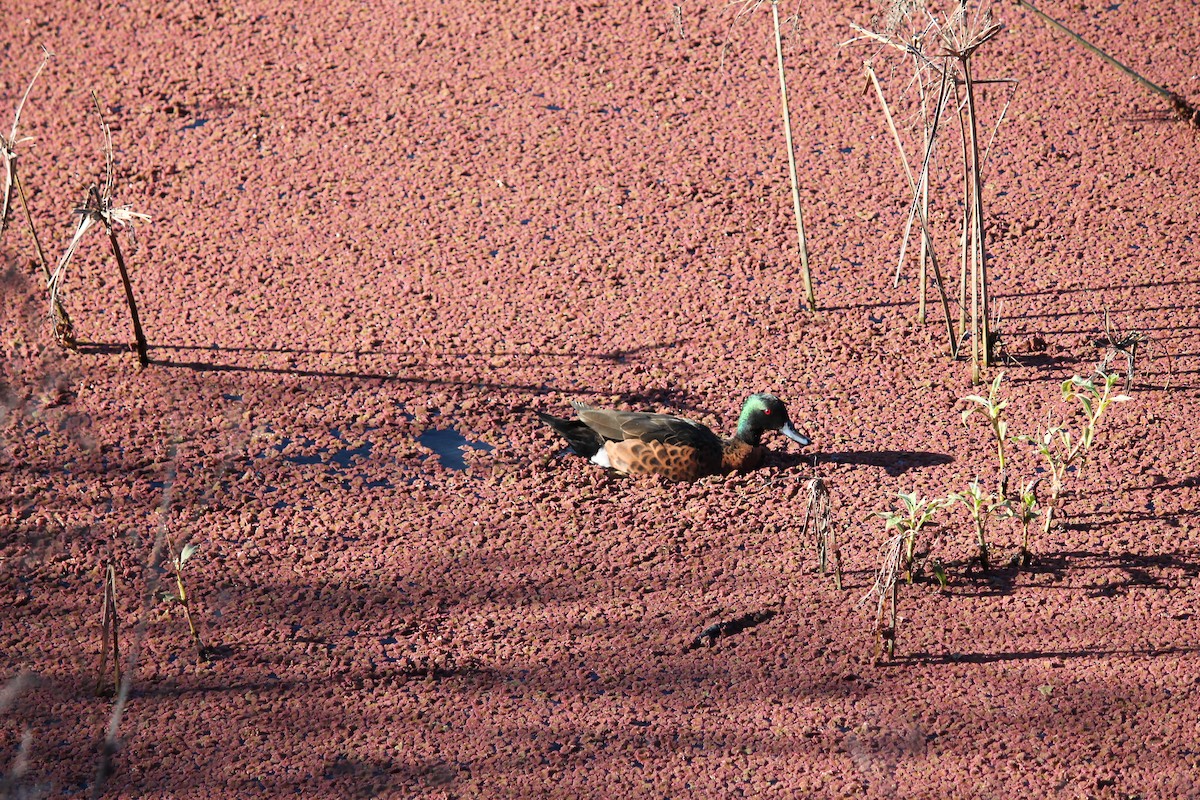 čírka kaštanová - ML639053648