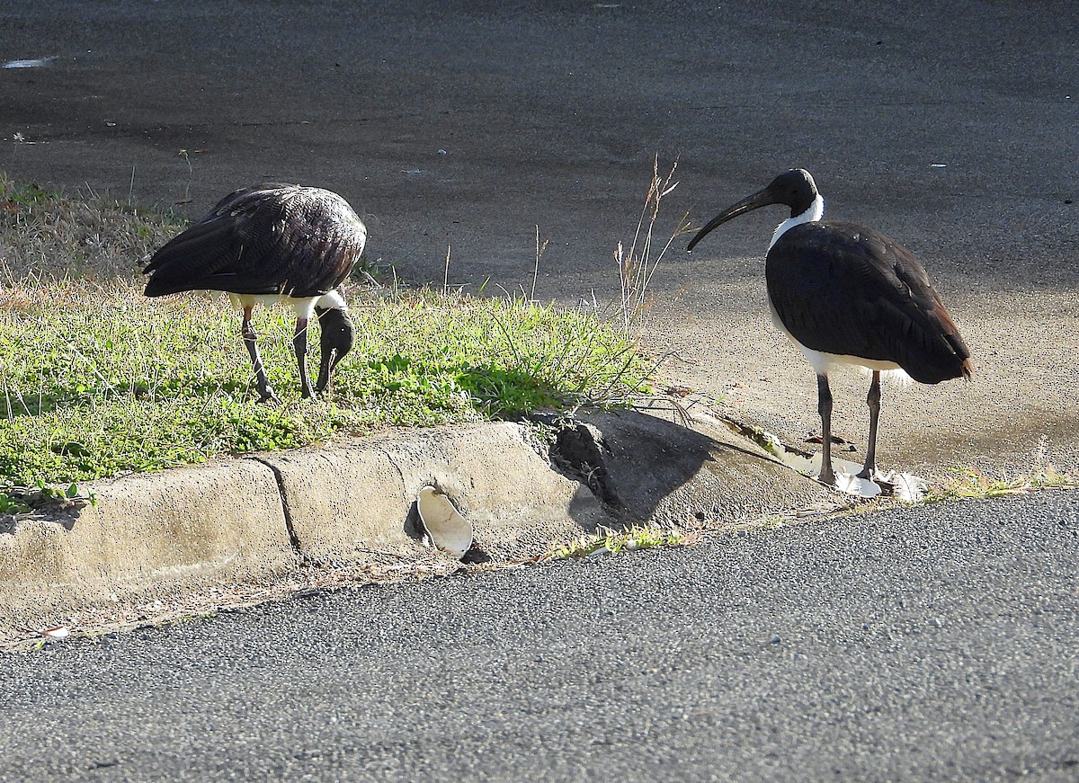 Straw-necked Ibis - ML639053654
