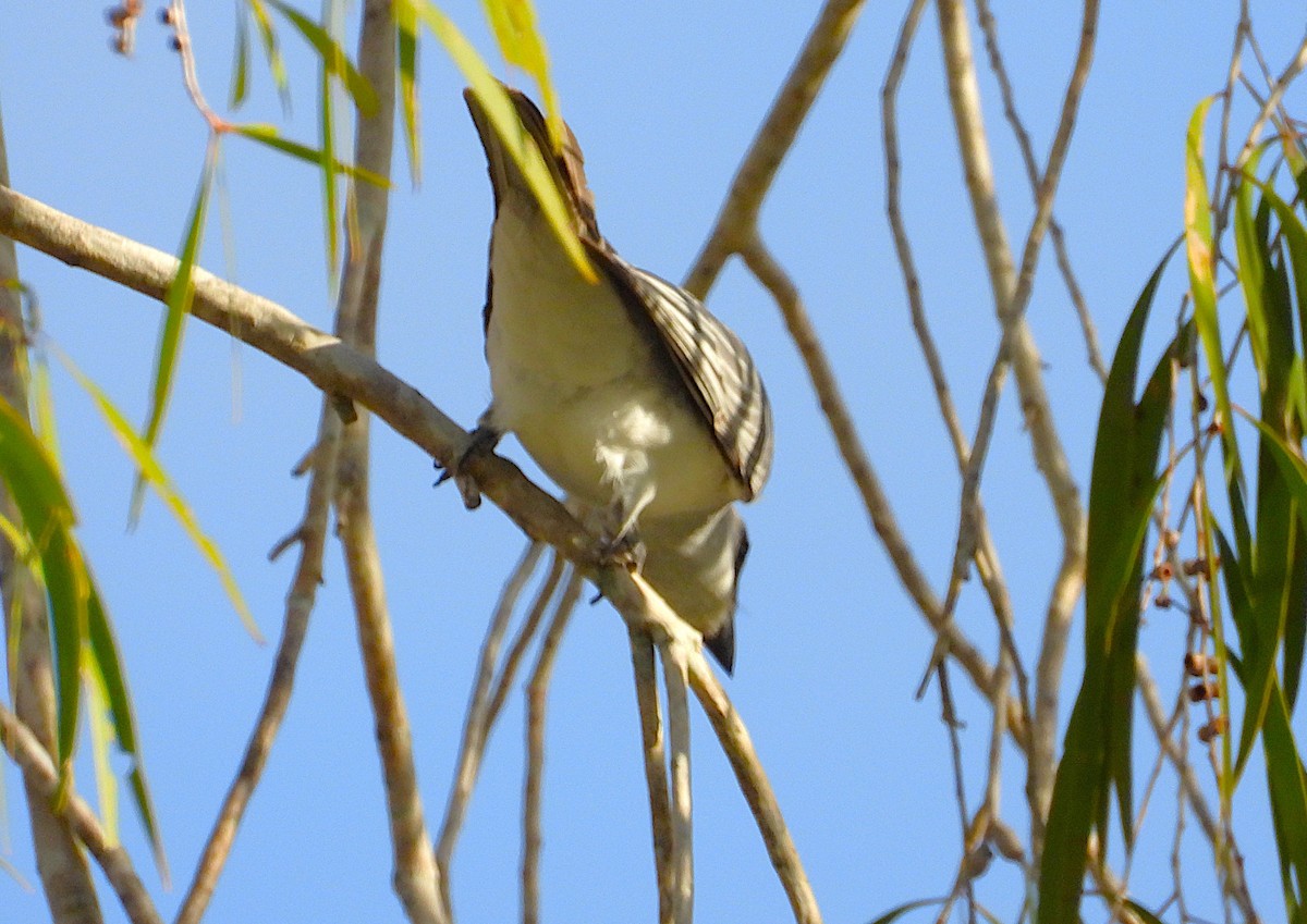 White-bellied Cuckooshrike - ML639053656