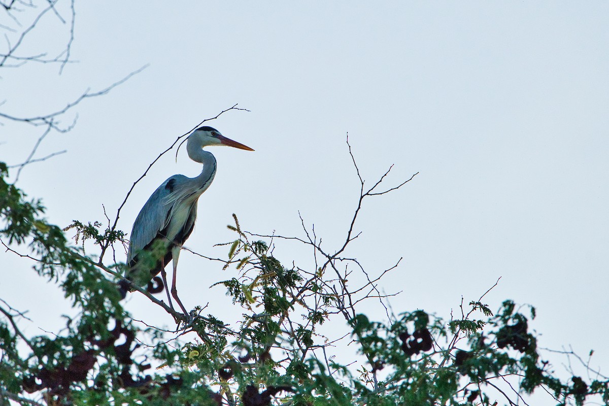 Gray Heron - ML639053657
