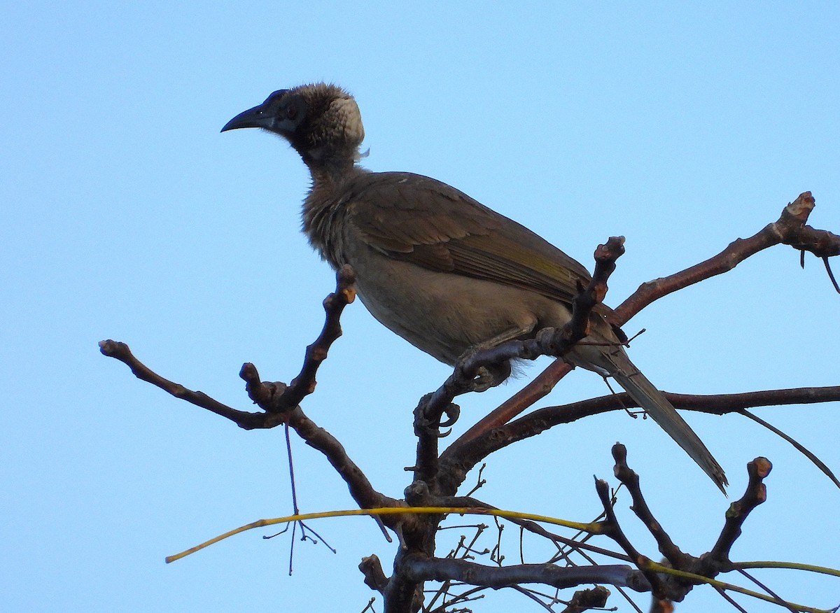 Helmeted Friarbird - ML639053658